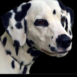 Siren - Dalmatian
