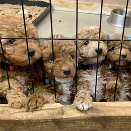 Pink girl - Red  female Poodle puppy in Nacogdoches, Texas from BA Mini Poodles