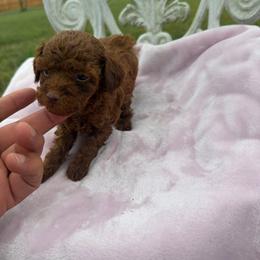 Rosie - Red  female Poodle puppy in Apex, North Carolina from Happy puppies
