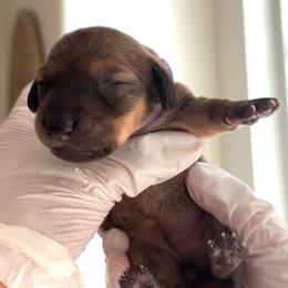 No name - Wheaten female Dachshund puppy in Temecula, California from jocelyn martinez