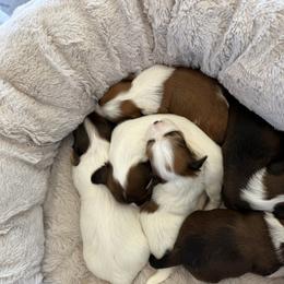 Bernedoodle, Cavapoo, Havanese, and Havapoo Puppies from Lady Paws Puppies - Cassie