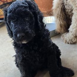 Poodle Puppies from Greyzer Poodles