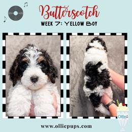 Butterscotch - Tri-color male Bernedoodle puppy in Boiling Springs, South Carolina from OlliePups, LLC