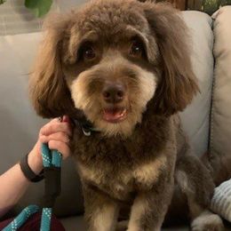 Gus - Aussiedoodle