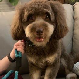 Gus - Aussiedoodle