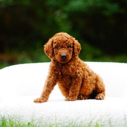 Reese's - Red  female Goldendoodle puppy in Washington from Doodle Love