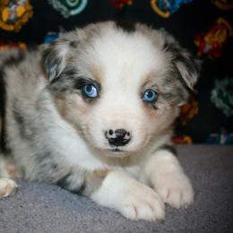 Sage - Blue merle female Australian Shepherd puppy in El Dorado Springs, Missouri from HP Aussie Kennels