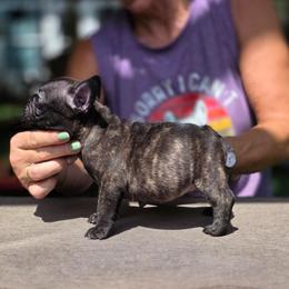 Orange collar - Brindle male French Bulldog puppy in Polk City, Florida from Best Friend Frenchies, LLC