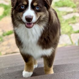 Peach - Toy Australian Shepherd