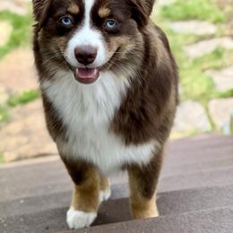 Peach - Toy Australian Shepherd