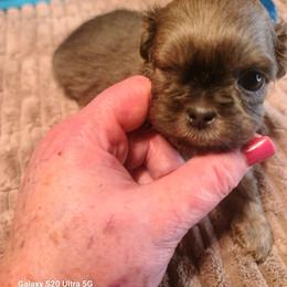 Puppy 5 - Blue male Shih Tzu puppy in Belleville, Michigan from Patricia's Heavenly Earth Angels