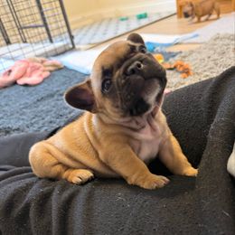 Micah - Fawn and white male French Bulldog puppy in Madison, Wisconsin from MadCity Frenchies