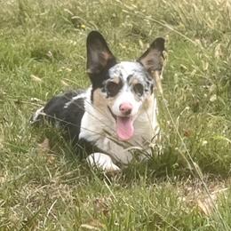 Schumaker's Fancy - Blue merle and white female American Corgi puppy in Heyworth, Illinois from Schumaker Corgis