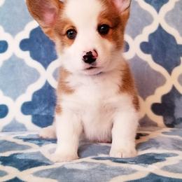 American Corgi and Pembroke Welsh Corgi Puppies from Whimsical Treasure Corgis