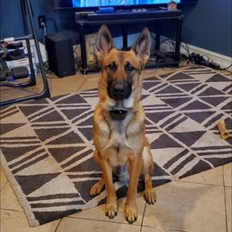 Thor - Belgian Malinois