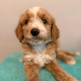 Daisy - Cream female Goldendoodle puppy in Fruitland Park, Florida from Doodlepark