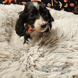Elian - Black Dachshund puppy in Willard, Utah from Simply Sharing Love