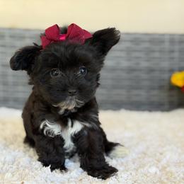 Gypsy - Black female Yorkipoo puppy in Hardin, Texas from Oodlesoflildoodles