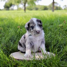 Sauvage - Blue merle male Aussiedoodle puppy in Decatur, Illinois from Signature Doodles