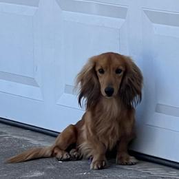 Oogie - Dachshund