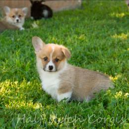 Biscuits - White and red male Pembroke Welsh Corgi puppy in Williams, California from Half Hitch Corgis