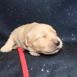 Girl 2 - female Golden Retriever puppy in Great Falls, Montana from VS Golden Fields
