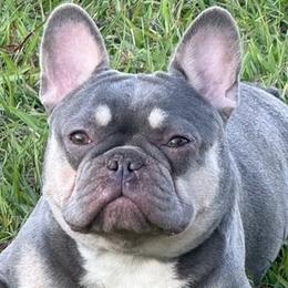 Bulldogs and French Bulldogs from Love That Bulldog Hicks Family Division