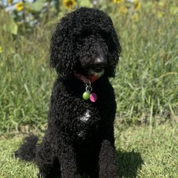 Goldendoodles from Blended Acres & Kennels
