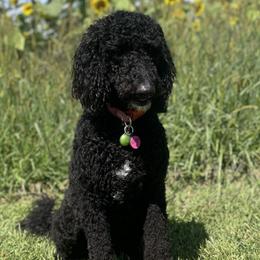 Goldendoodles from Blended Acres & Kennels