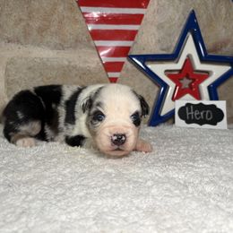 Hero - Blue merle male Miniature Australian Shepherd puppy in Floresville, Texas from The Blessed Barnyard