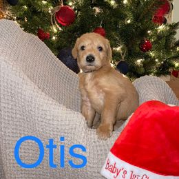 Otis - Labradoodle puppy in Warfordsburg, Pennsylvania from Black Oak Forrest Doodles