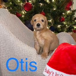 Otis - Labradoodle puppy in Warfordsburg, Pennsylvania from Black Oak Forrest Doodles