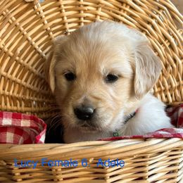 Adele - Golden Retriever puppy in Kuna, Idaho from Golden Kisses Golden Retrievers