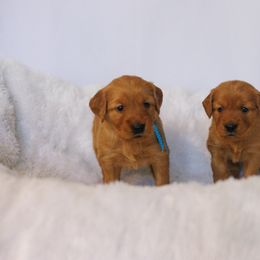 Golden Retriever Puppies from Golden Wiggle Retrievers