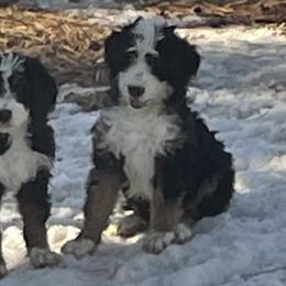 Bernedoodles and Goldendoodles from Colorado Springs Doodles