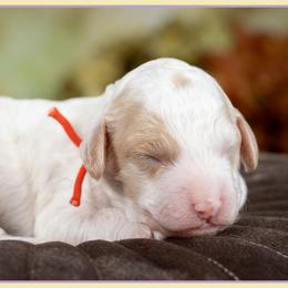 RJ - Red and white male Cockapoo puppy in Connersville, Indiana from Deaz Doodle Ranch