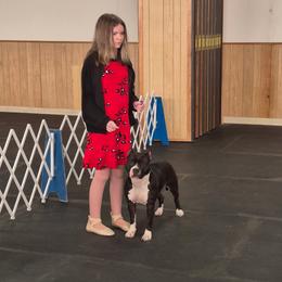 Rosie - American Staffordshire Terrier