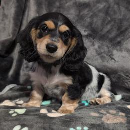Solomon the Black and Tan Piebald Boy - Piebald male Dachshund puppy in Pelion, South Carolina from Doitsujin Dachshunds