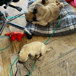 Pug Puppies from House of Briggs Pugs