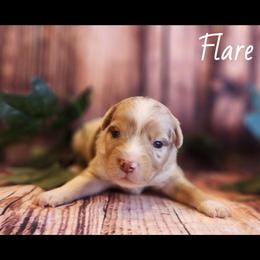 Flare - Red merle male Miniature Australian Shepherd puppy in Macomb, Missouri from Faunus Farms and Aussies