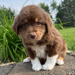 Bandit - Red tri male Miniature Australian Shepherd puppy in Dalbo, Minnesota from JW Ranch Aussies