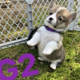 American Corgi and Pembroke Welsh Corgi Puppies from Cascadian Space Coast Corgis LLC