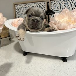 French Bulldog Puppies from Spoiled Frenchies