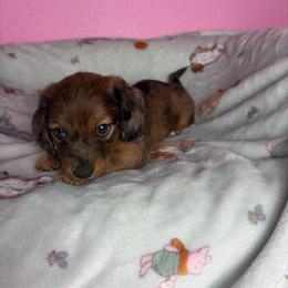 Larry - Dapple male Dachshund puppy in Lake City, Florida from My Ditzy Doxies of Florida