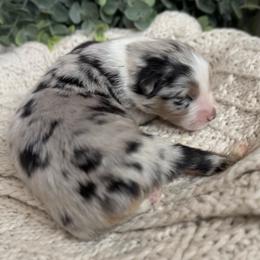 Coral - Blue merle female Australian Shepherd puppy in Oxford, Florida from SoCo Aussies