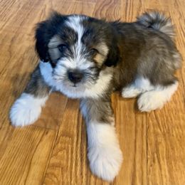 Papillon and Tibetan Terrier Puppies from Corsair Tibetan Terriers & Papillons