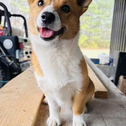 Pembroke Welsh Corgi puppies from Brumblow’s Kennel