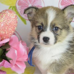 Kristoff - Sable male Pembroke Welsh Corgi puppy in San Diego ,Ca, California from SoCal Native Corgis