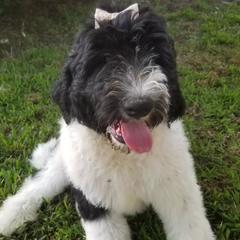 Saint Berdoodles from Millhouse Kennels