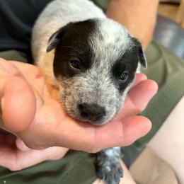 Lavender - Blue female Australian Cattle Dog puppy in Monterey, Tennessee from Quarter Acre Farms